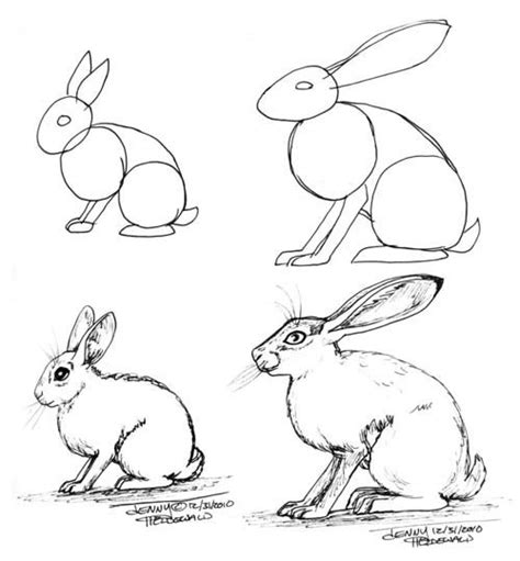 Rabbits And Hares Animal Drawings Drawings Animal Sketches