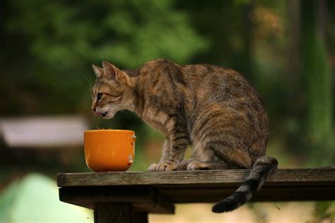 Seasons Feedings Cat Food Drive — Feral Cat Coalition Of Oregon