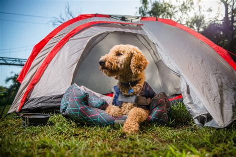25 Dog-Friendly Campsites in Australia | Australian Dog Lover
