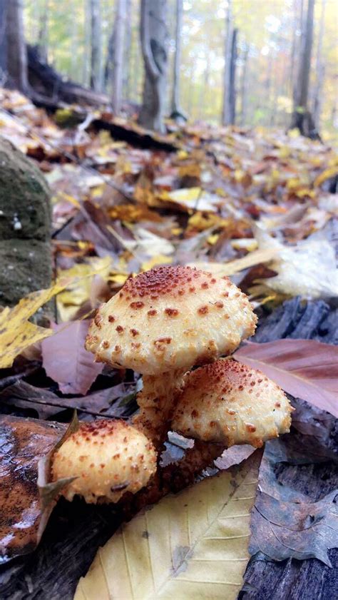 Found On A Fall Hike In Northeast Ohio Mushrooms