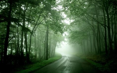 Wallpaper Sunlight Trees Nature Road Branch Green Morning Mist