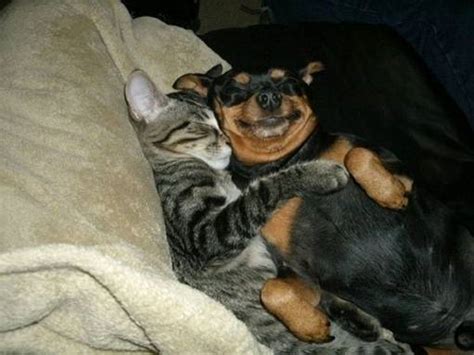 5 Cuddly Animals You Must See Daily