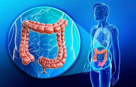 Some carbohydrates are not digested in the duodenum, and they ultimately pass undigested to the large intestine, where they may be digested by intestinal bacteria. Colon (Large Intestine): Facts, Function & Diseases | Live ...