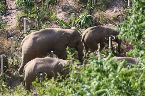 Photos China S Herd Of Wandering Elephants Cnn Elephant Herding Trip