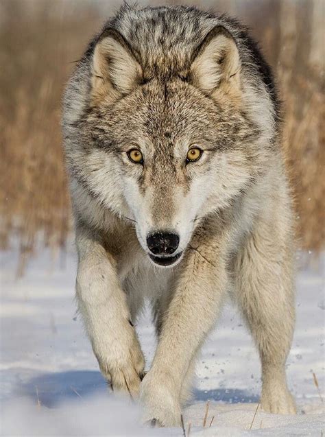 Pin By John On Lupi Wolf Dog Wolf Pictures Animals Beautiful