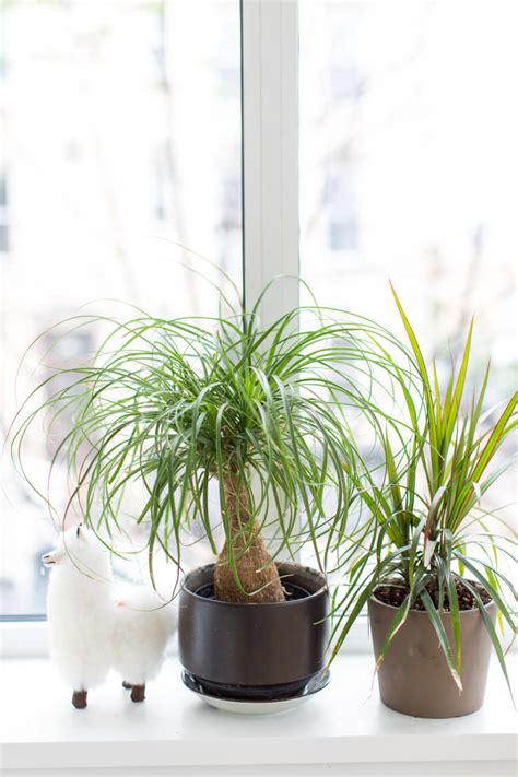 We did not find results for: House Plants Low Maintenance Watering | Kitchn