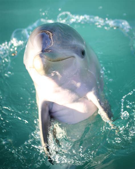 What Do The Dolphins Eat At Dolphin Discovery