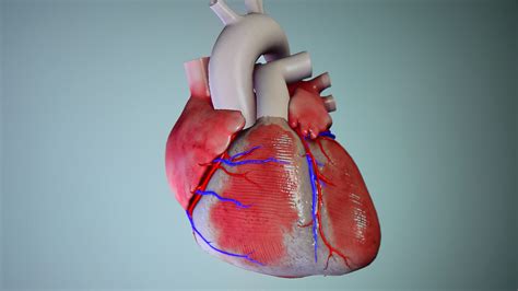 Human Heart 3d Model Stock Video Footage Storyblocks