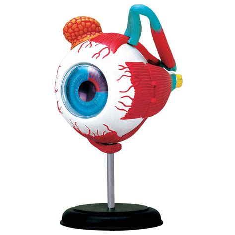 4d Eyeball Anatomy Model Fame Master