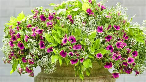 Beautiful Container Garden Flower Combinations Youtube