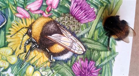 Illustrating A Wild Welsh Meadow Bumble Bee With Specimens Illustration