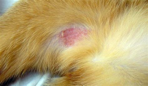 Dermatite Nel Gatto Cura Cause E Sintomi Del Gatto Con Dermatite