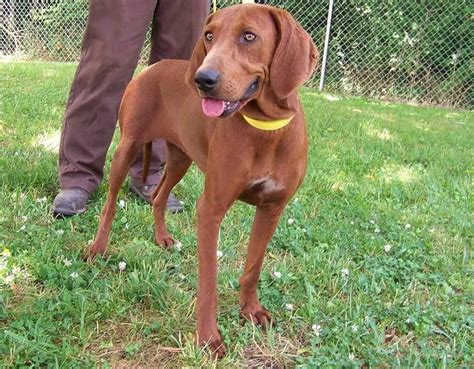 Redbone Coonhound Puppies For Sale Sweetwater Tn 145345