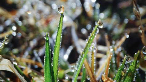 Dew Dewdrop Grass Free Photo On Pixabay