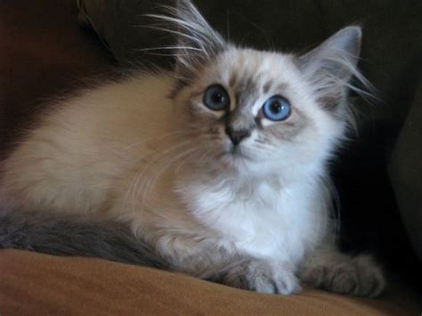 (sold) silver charcoal female princess kolbe. lynx point siamese kittens for sale | Cute Cats Pictures ...