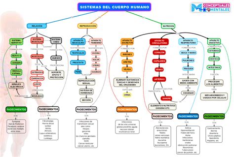 Mapa Conceptual Del Cuerpo Humano Con Todos Sus Sistemas