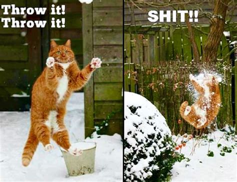 Cat In The Snow Funny Animal Pictures Cute Funny Animals Funny Cute
