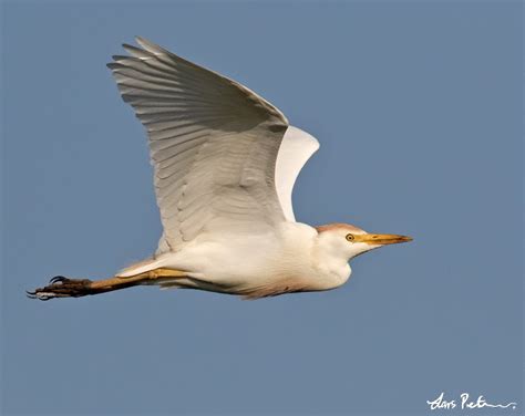 Western Cattle Egret Zanzibar And Pemba Bird Images From Foreign