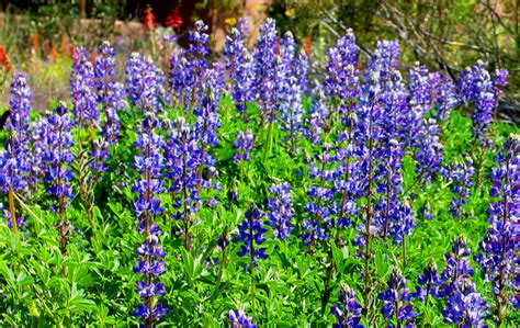 Lupine cultivation is at least 2,000 years old and most likely began in egypt or in the general the lupine plant, like other grain legumes (beans, peas, lentils, etc.) fixes atmospheric nitrogen, and. Lupine | much more lush than when seen in the desert ...
