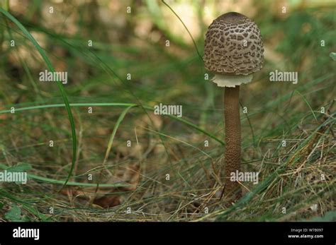 Edible Mushrooms Delicacy The Addition To The Dishes Autumn Mushroom