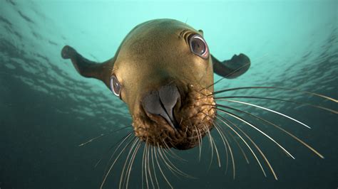 Animals Seals Underwater Sealife Wallpapers Hd Desktop And Mobile