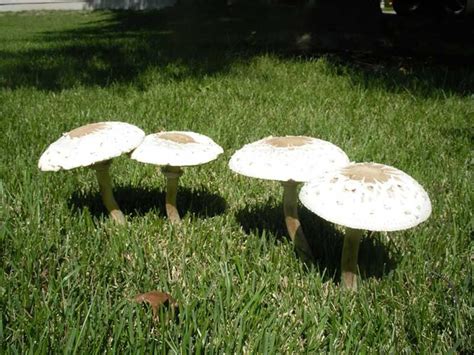 Mushrooms Are Unsightly In A Well Maintained Lawn