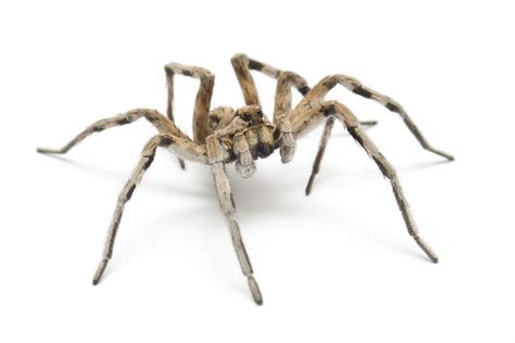 Wolf Spider Act Pest Control Canberra Pest Control Expert Rodent
