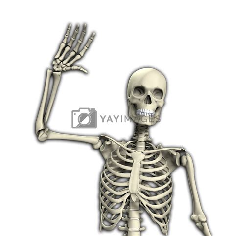 Skeleton Waving By Harveysart Vectors And Illustrations Free Download