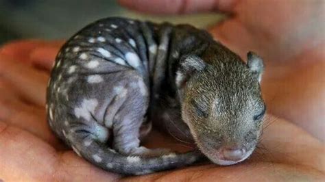 Spotted Quoll Joey Australian Fauna Australian Wildlife Baby Animals
