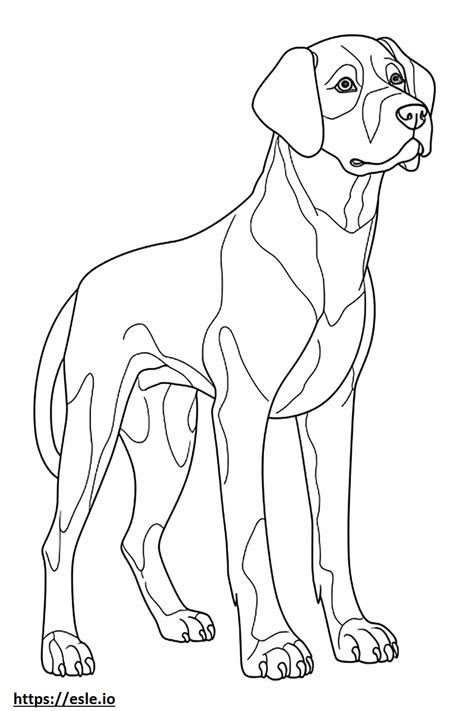 Beagle Full Body Coloring Page