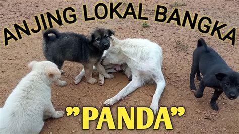 Anjing LOKAL Bangka Kesedihan PANDA Di Tinggal Tuannya YouTube