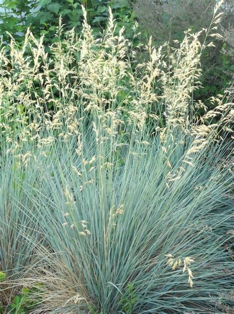 Blue Oat Grass Helictotrichon Sempervirens Canada
