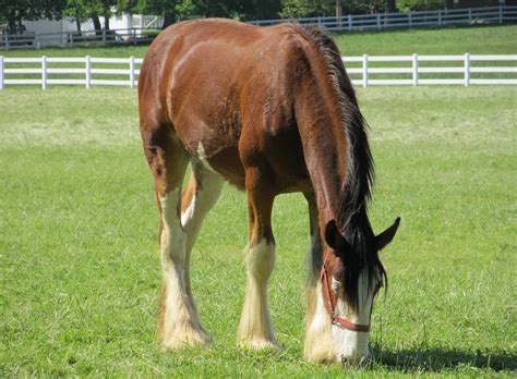 Yearling Clydesdale Grazing Free Stock Photo Public Domain Pictures