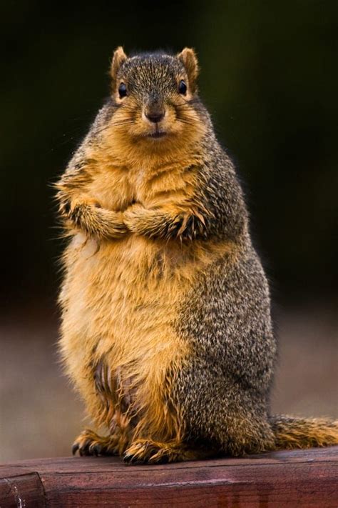 25 Photos Of The Ever Underrated And Adorable Squirrel Fat Squirrel