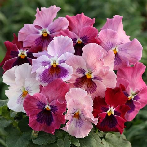 Heat Elite Pink Shades Pansy From Swallowtail Garden Seeds I Bought
