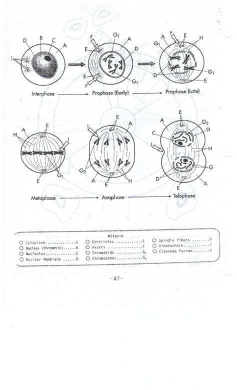 Phases of meiosis worksheet key the cell cycle worksheet wwwimgkidcom the image kid, 16 best images of steps of meiosis worksheet answers worksheets are mitosisworklayerspartsflat2, mitosisworkphasesflat7, cells alive meiosis phase work answers pdf, cells alive meiosis phase. Phases Of Meiosis Worksheet | Briefencounters