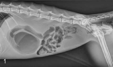 Abdomen Cat Abdominal Radiographs Revealed Marked Gas Distention Of