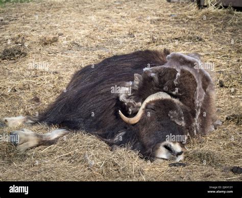 Musk Ox Farm Hi Res Stock Photography And Images Alamy