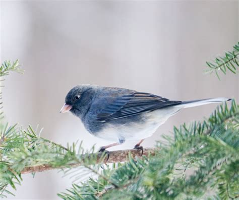 An Overview Of The Dark Eyed Junco