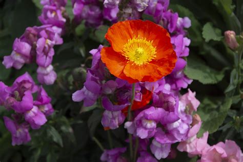 Orange And Purple Flowers Free Stock Photo Public Domain Pictures