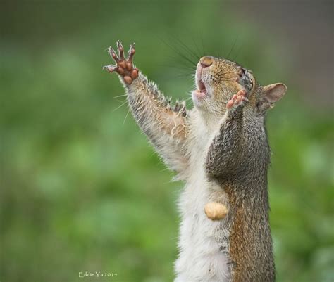 A Squirrel Is Standing On Its Hind Legs And Reaching Up To Grab