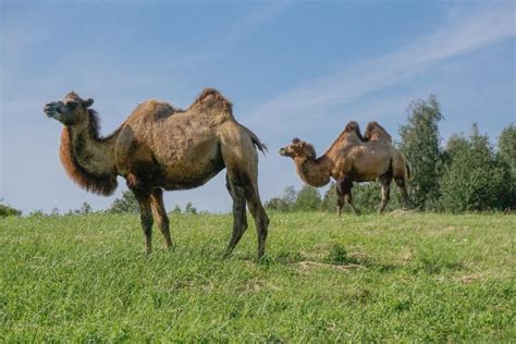 Bactrian Camel The Animal Facts Appearance Diet Habitat Behavior