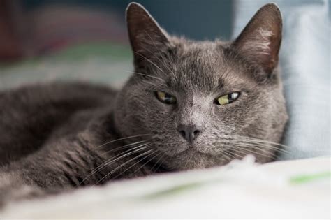 However, if you want a show quality cat with papers they can cost upwards of $1,500. Fun Facts About Russian Blue Cats