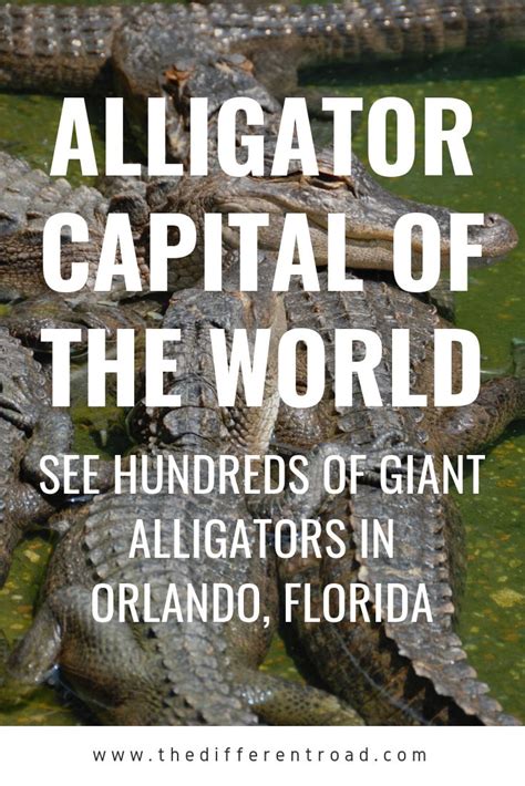 Hang Out With Hundreds Of Giant Alligators In Florida At This Must See