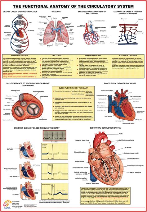 Circulatory System Function Anatomy Chart