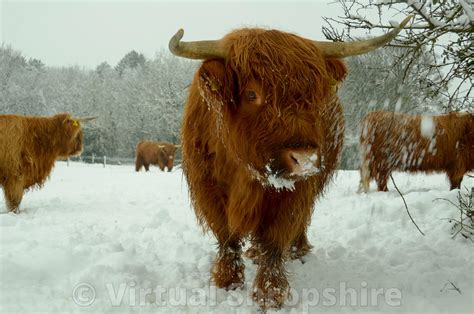 Virtual Shropshire Photographs Highland Cattle In The Snow