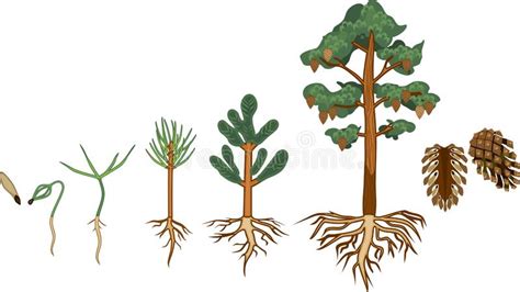 Life cycle of a pine tree. Pine Tree Stock Illustrations - 148,047 Pine Tree Stock ...
