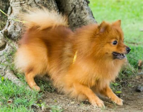 Awesome Throwback Pomeranian Facts You Need To Know
