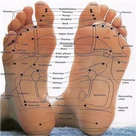 Printable High Resolution Foot Reflexology Chart Reflexology Foot Chart
