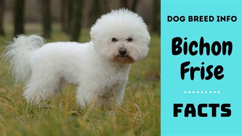Bichon Frise Dog Breed All Breed Characteristics And Facts About